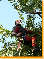 Arbeitsposition in der Baumkrone Ulme in Eckelsheim